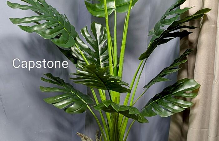 Tk500 OFF on Monster plant with vase Sale price